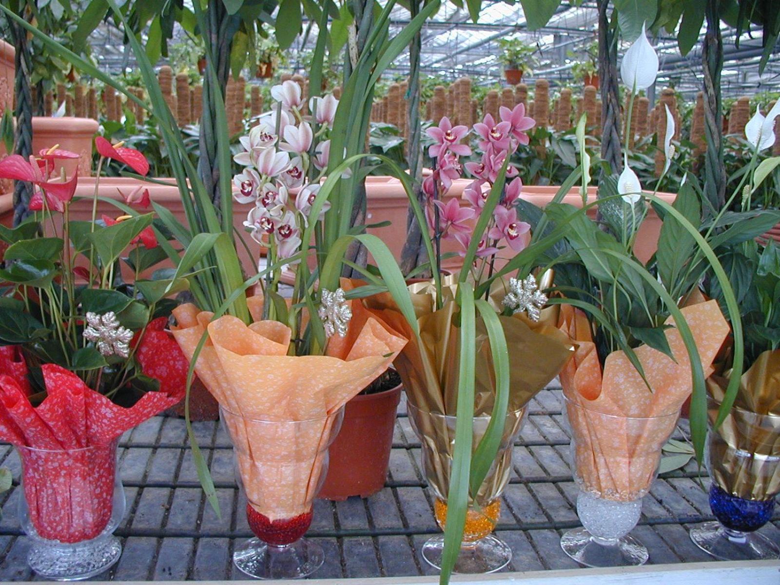 Vila Societa Agricola Mg Florplant Francavilla Marittima Exteriér fotografie