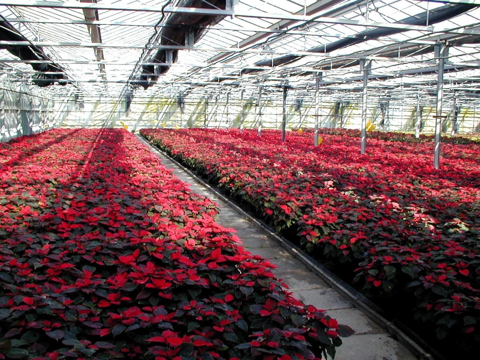 Vila Societa Agricola Mg Florplant Francavilla Marittima Exteriér fotografie